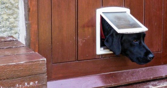Dog owner installs pet flap and finds unlikely animal in bulldog’s bed
