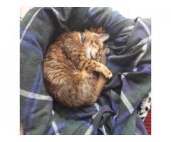 Bengal cat for sale