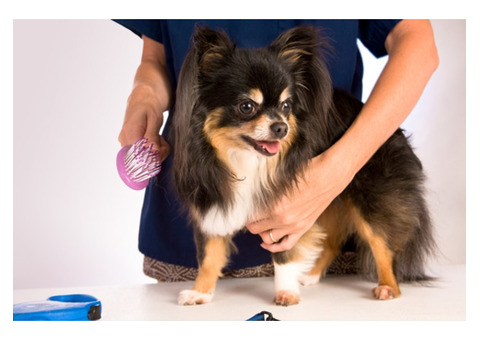 Dog Groomer